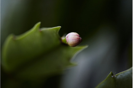 Closeup of Houseplant schlumbergera, a Nature Photo by Rohan Photography