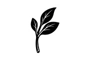 Hand Drawn Leaf Line Art Bundle, an Illustration by hafijul (Thumbnail 11 of 51)