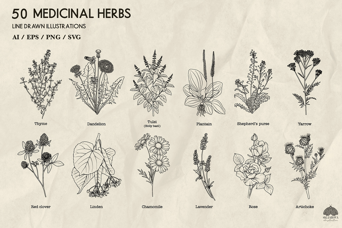 Medicinal Herbs line art + Procreate, an Illustration by Skliarova (Photo 3 of 5)