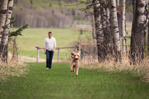 Labradoodle Running with Man