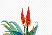 Watercolor Aloe Vera, a Decorative Illustration by Karliefie (Thumbnail 3 of 4)