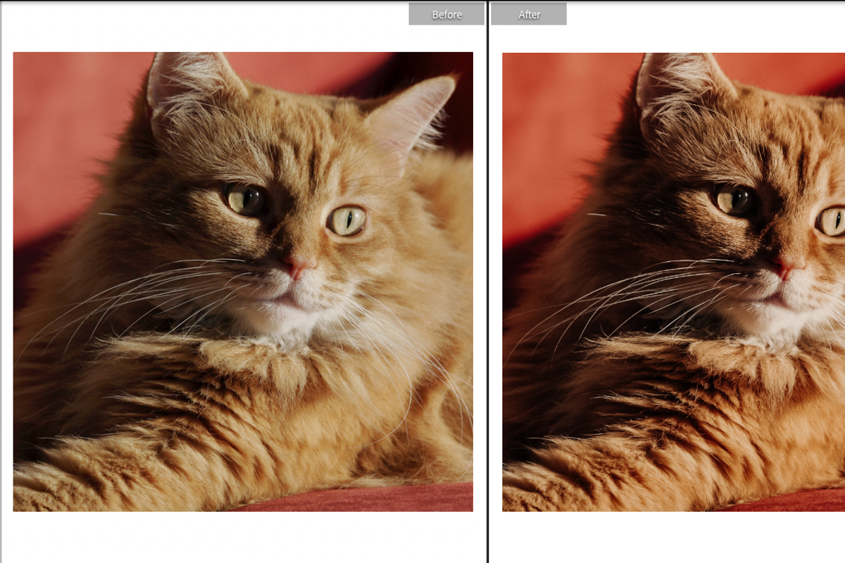 FURRY FRIENDS MOBILE PRESET, a Preset Add-On by Fltrr Lightroom Presets (Photo 7 of 8)