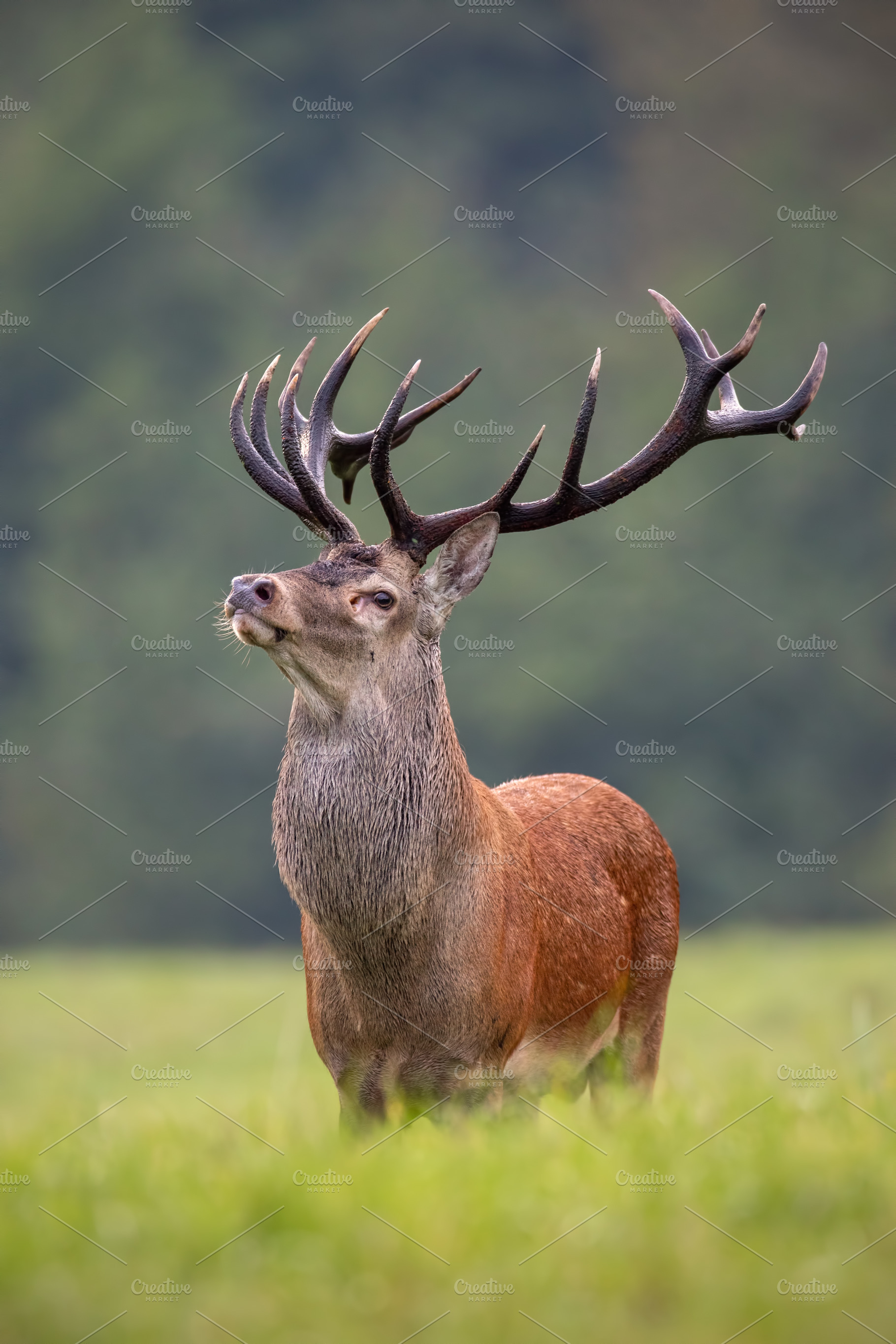 Big red deer stag standing proudly, an Animal Photo by WildMedia