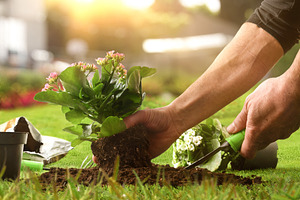 Hand Transplanting Flower from Pot to Garden Soil, a Nature Photo by Davizro's Market