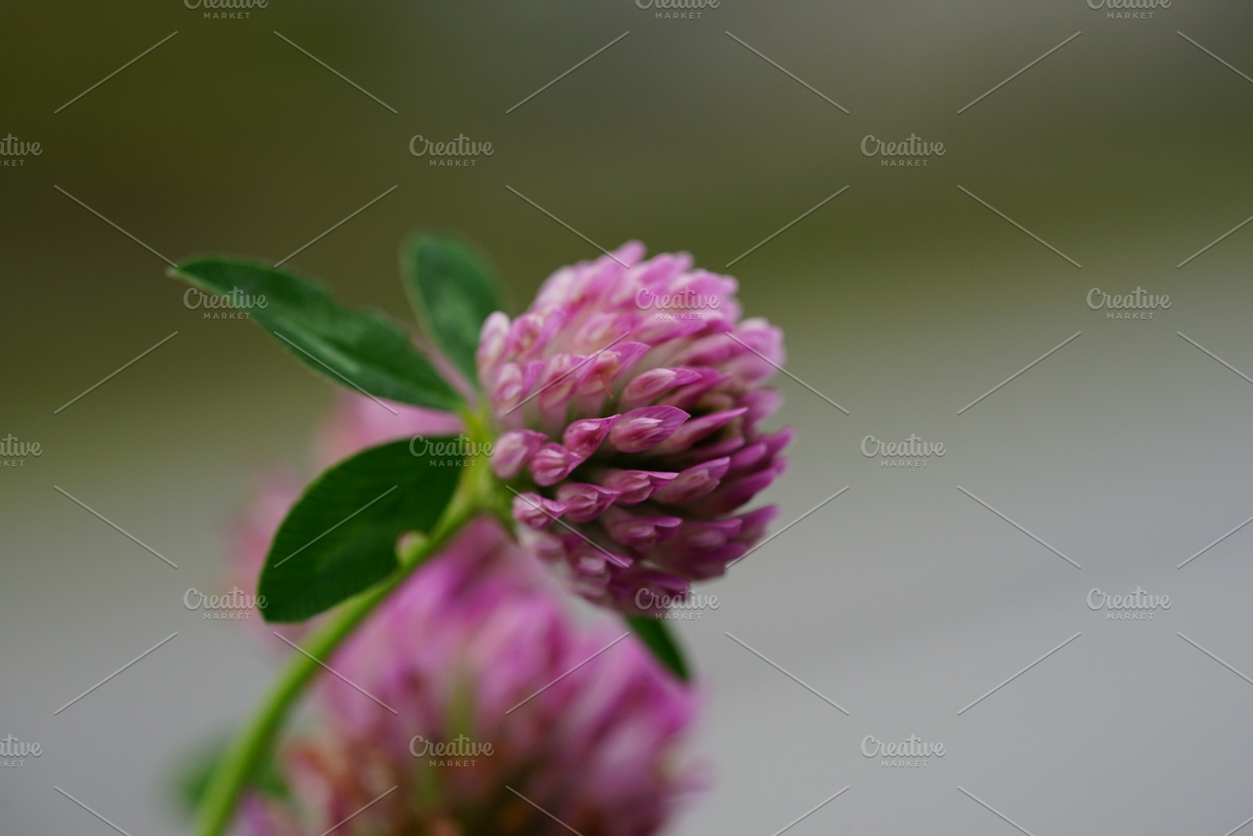 Clover flowers stock photo containing clover and flower, a Nature Photo by Nazar Hrabovyi