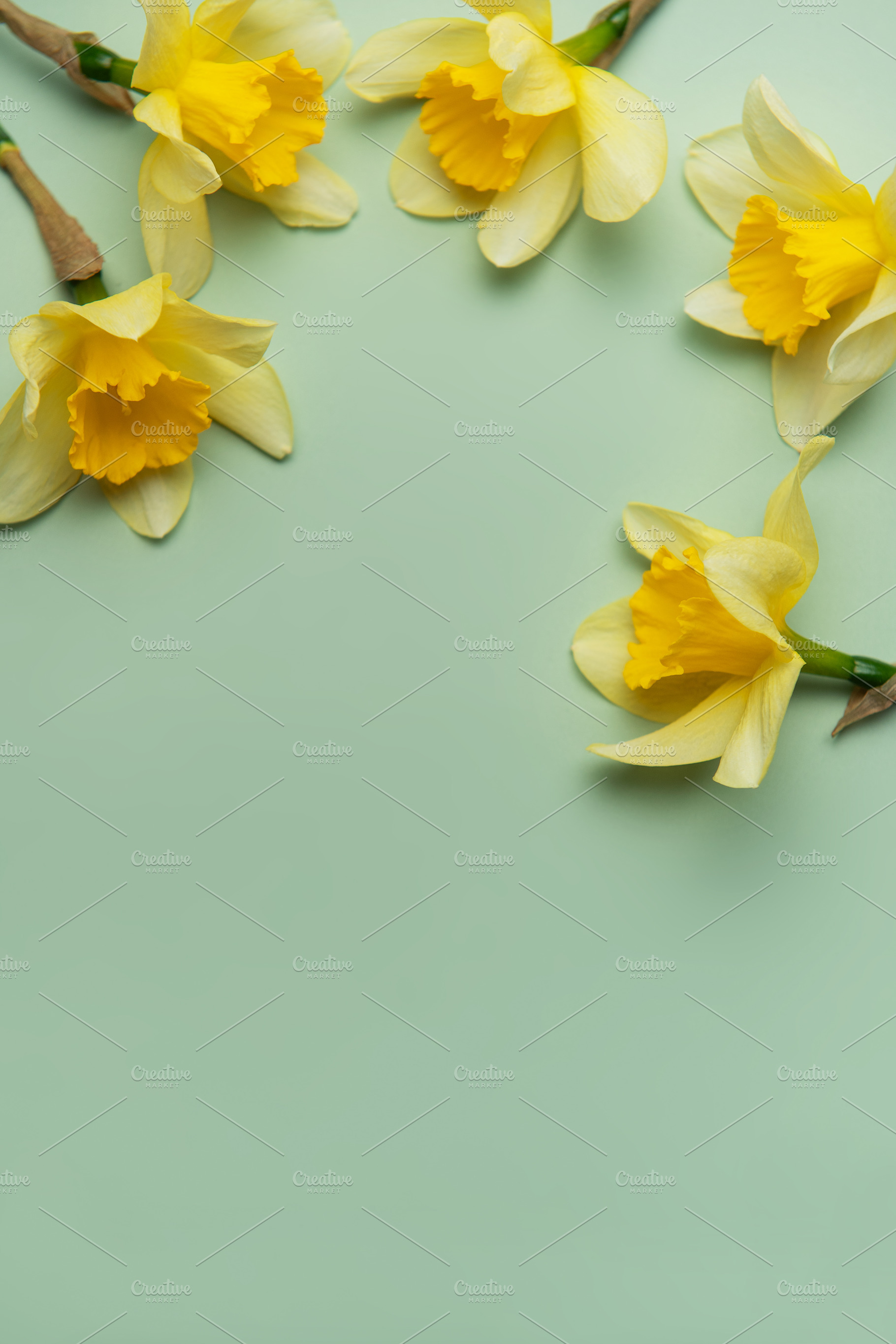 Daffodils creating a border on pastel green background, a Nature Photo by Olena Rudo