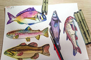 Watercolor Fish Clipart (big set), a Decorative Illustration by Sunshine Art Shop (Thumbnail 13 of 13)
