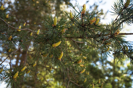 Ripe Juniper Berries preview 5