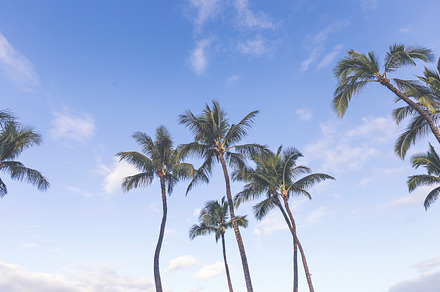 Palm Trees against ombre sky