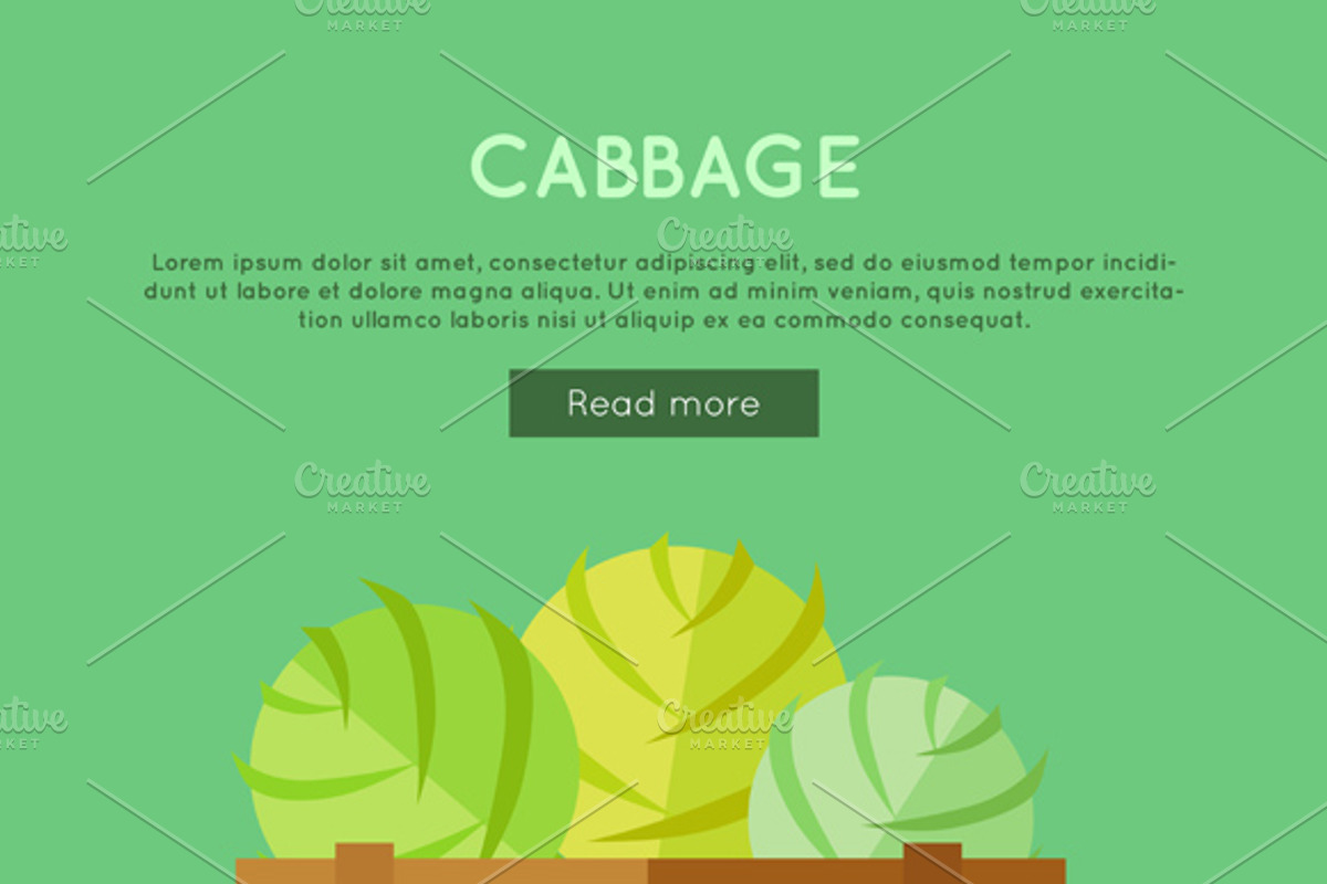 Cabbage Vector Web Banner, a Food Illustration by robuart | Creative Market