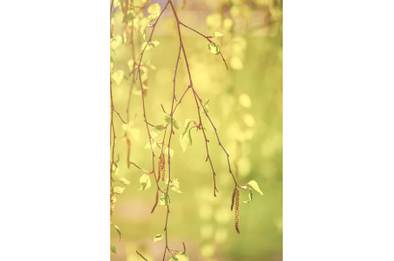 Spring birch branches, a Nature Photo by Nature and travel