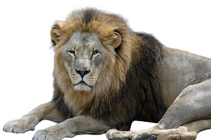 An adult lion with a thick mane lies down and looks straight at, an Animal Photo by ndanko