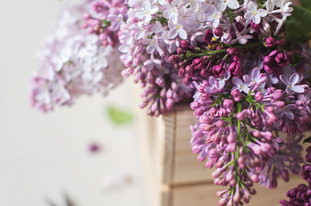 Bouquet of fresh purple lilac featuring bouquet, collect, and drawer