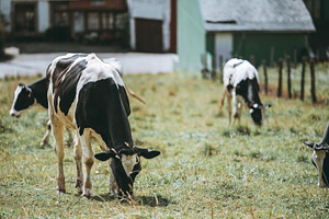 Dairy Cows Grazing In Pasture, an Animal Photo by SkyNext
