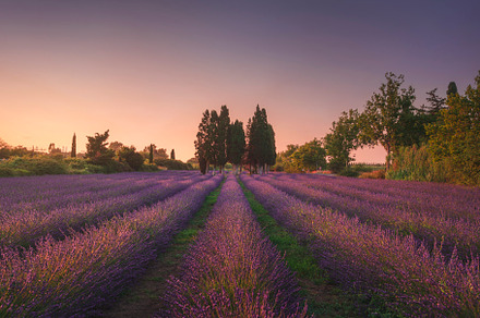 Lavender field and trees. Bolgheri