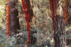 Orange moss on pine trunks, a Nature Photo by SkyNext