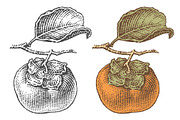 Persimmon engravings, a Food Illustration by Irina Trusova (Thumbnail 1 of 3)