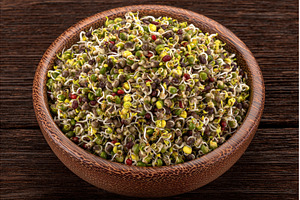 Mustard microgreens are arranged in, a Food & Drink Photo by ZinetroN