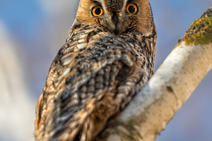 Close owl sit in a tree and looking on the the camera. Wildlife, an Animal Photo by Byrdyak
