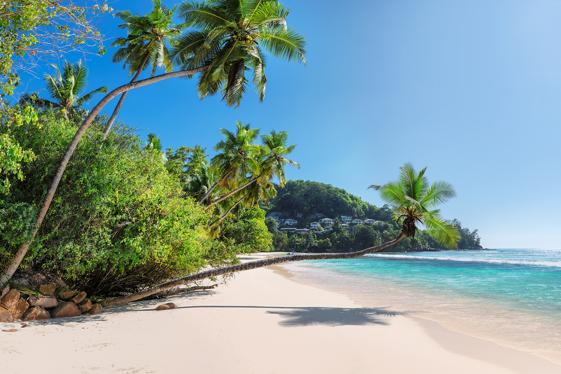 Beach palm tropical stock photo containing beach and caribbean, a Nature Photo by Lucky Photographer
