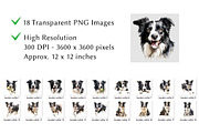 Border Collie Watercolor Clipart, an Animal Illustration by milkghost (Thumbnail 2 of 2)