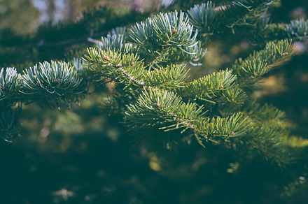 Fir branches in the forest stock photo containing fir and branch, a Nature Photo by PhotoMarket