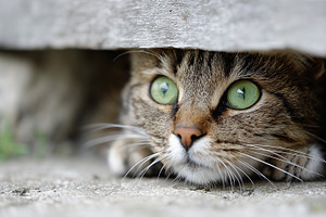 Tabby cat with striking green eyes, an Animal Photo by MistyDay