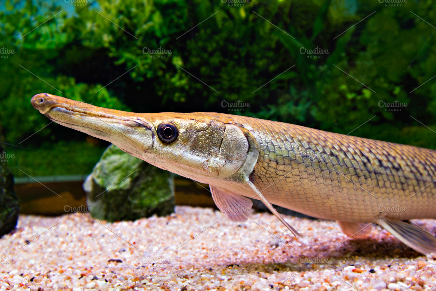 Long nose fish, a Photo by saiko3p