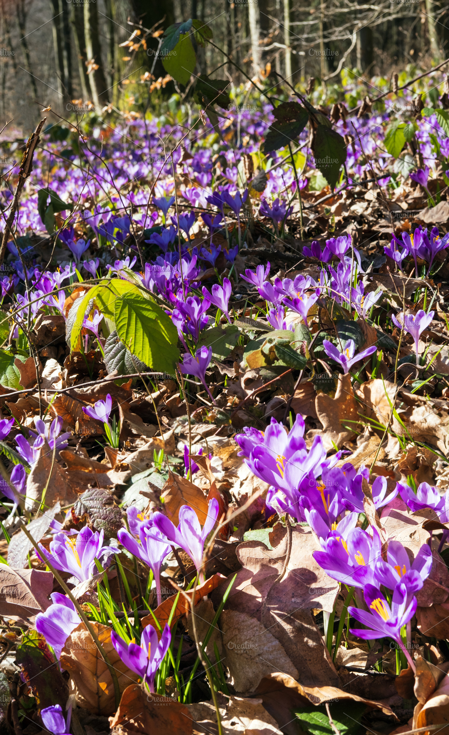 Violet Crocus heuffelianus (Crocus vernus) flowers in spring for, a Nature Photo by YuriyB