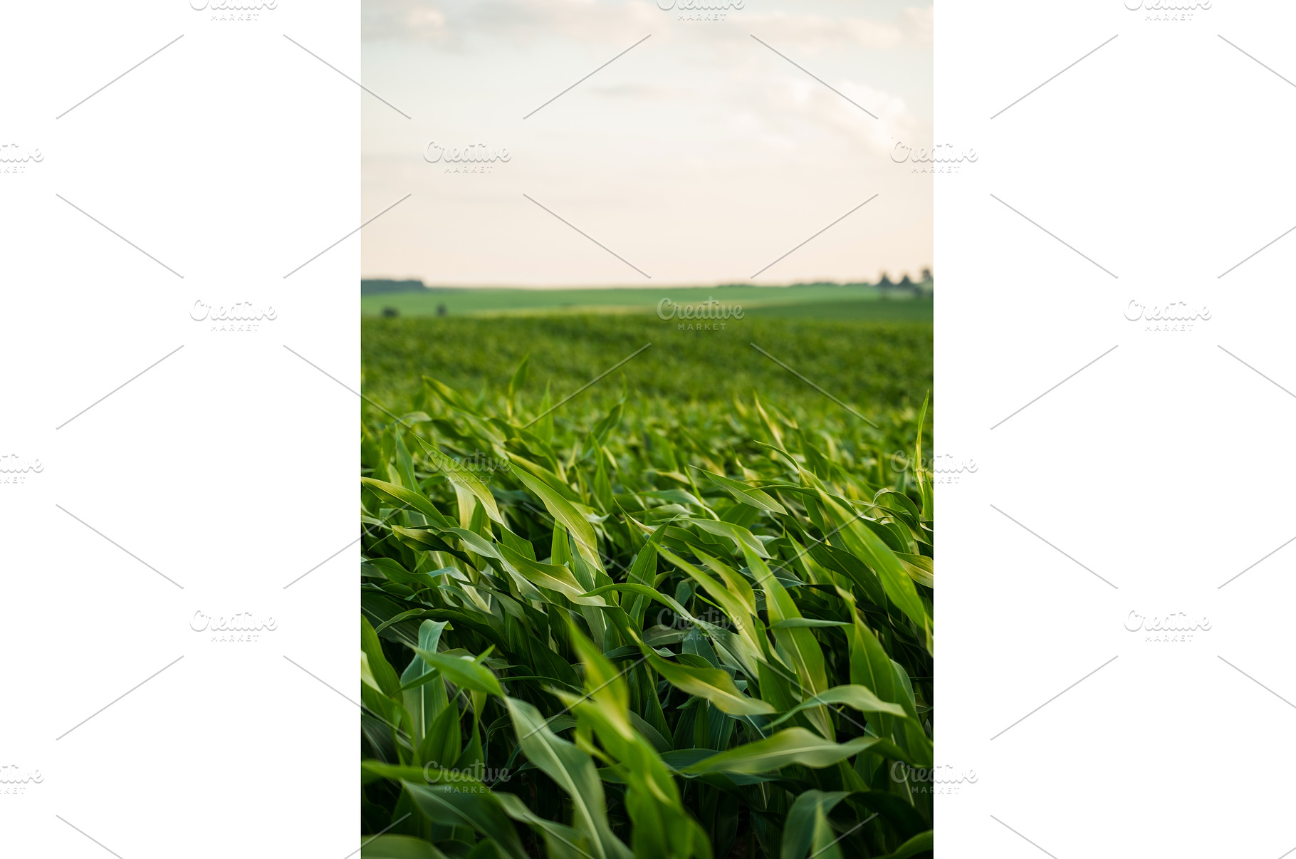 Corn plants on agricultural field, a Nature Photo by volodymyrshtun13795