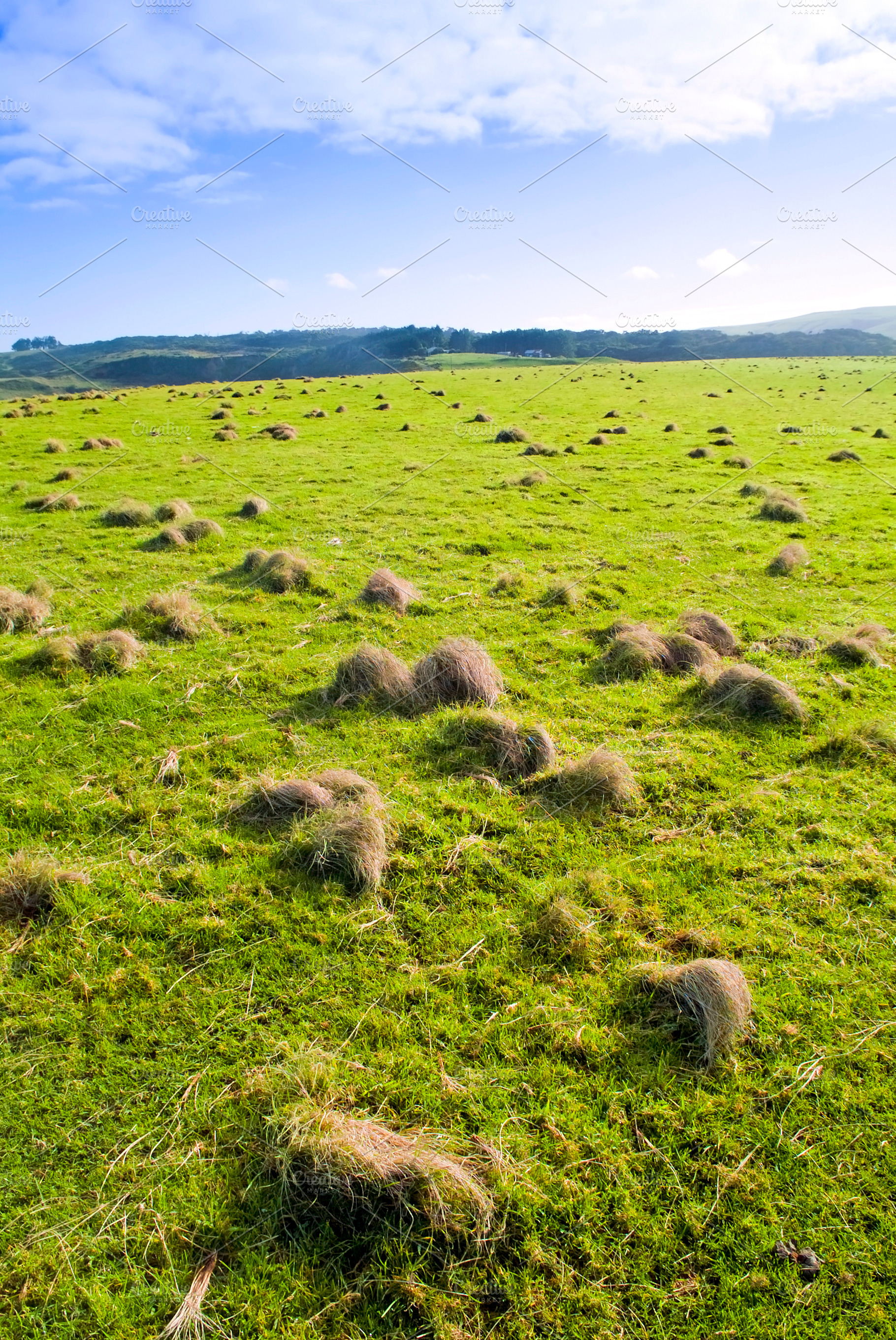 Paddock, a Nature Photo by THP Creative