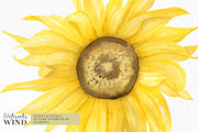 Watercolor Sunflowers Clipart, an Illustration by Ksenia Shmakova (Thumbnail 3 of 12)
