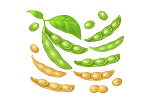 Soy plant with leaves and pod