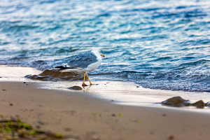 Lone seagull walking along the sandy beach with gentle waves lapping at the sho, an Animal Photo by Ales Munt
