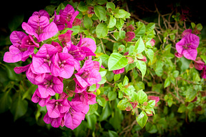 Bougainvillea Flowers, a Nature Photo by THP Creative