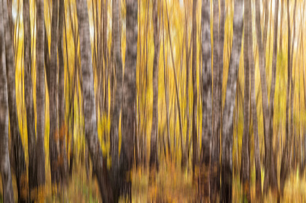 Autumn birch forest with sunshine., a Nature Photo by Eugene_Photo