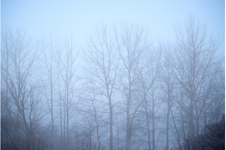 silhouettes of tall trees in the fog