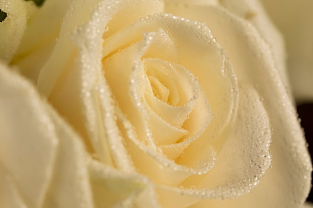 a group of small roses for gifts and other festive events