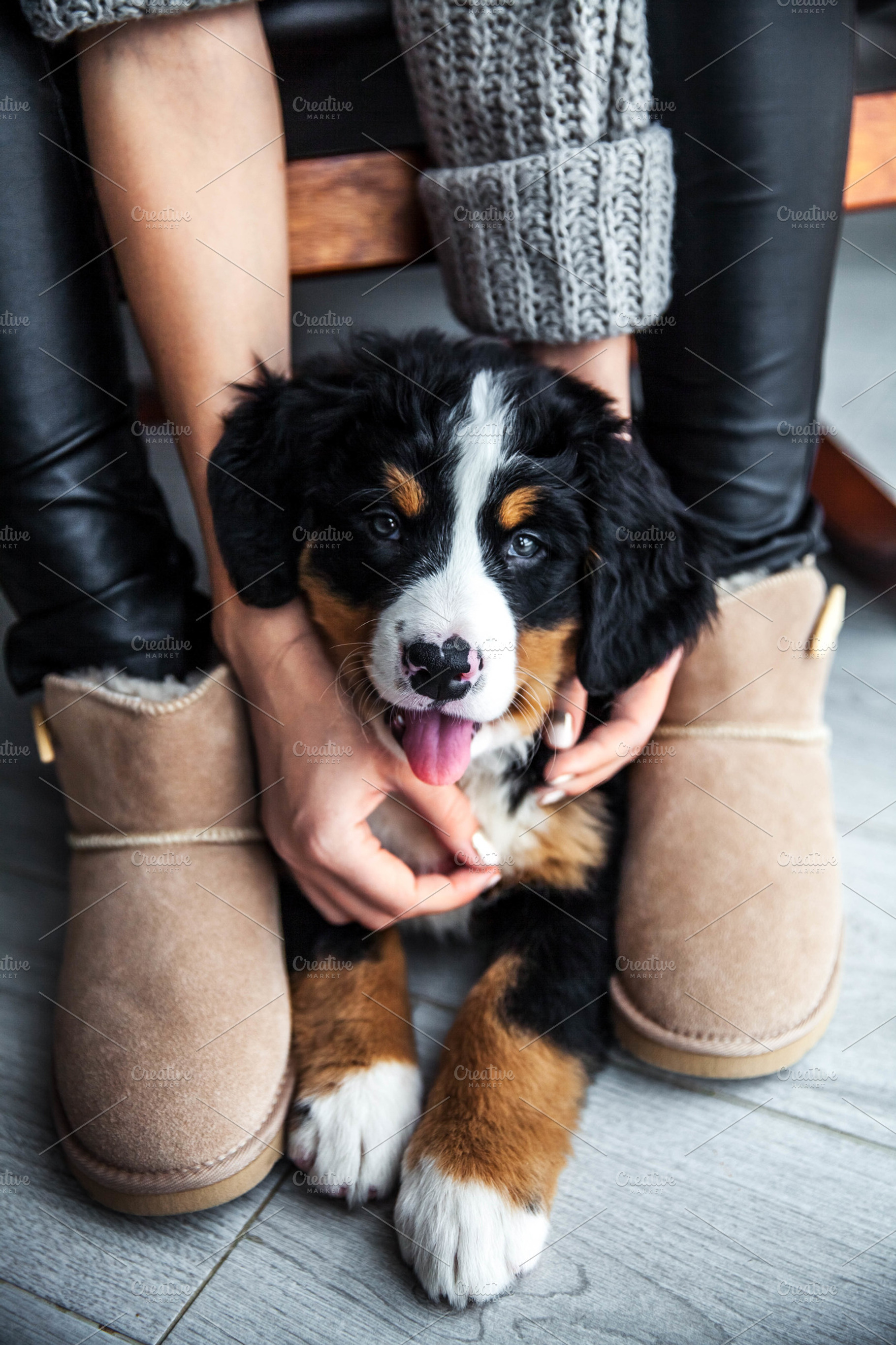 Little puppy of bernese mountain dog on hands of fashionable girl with a nice, an Animal Photo by OS
