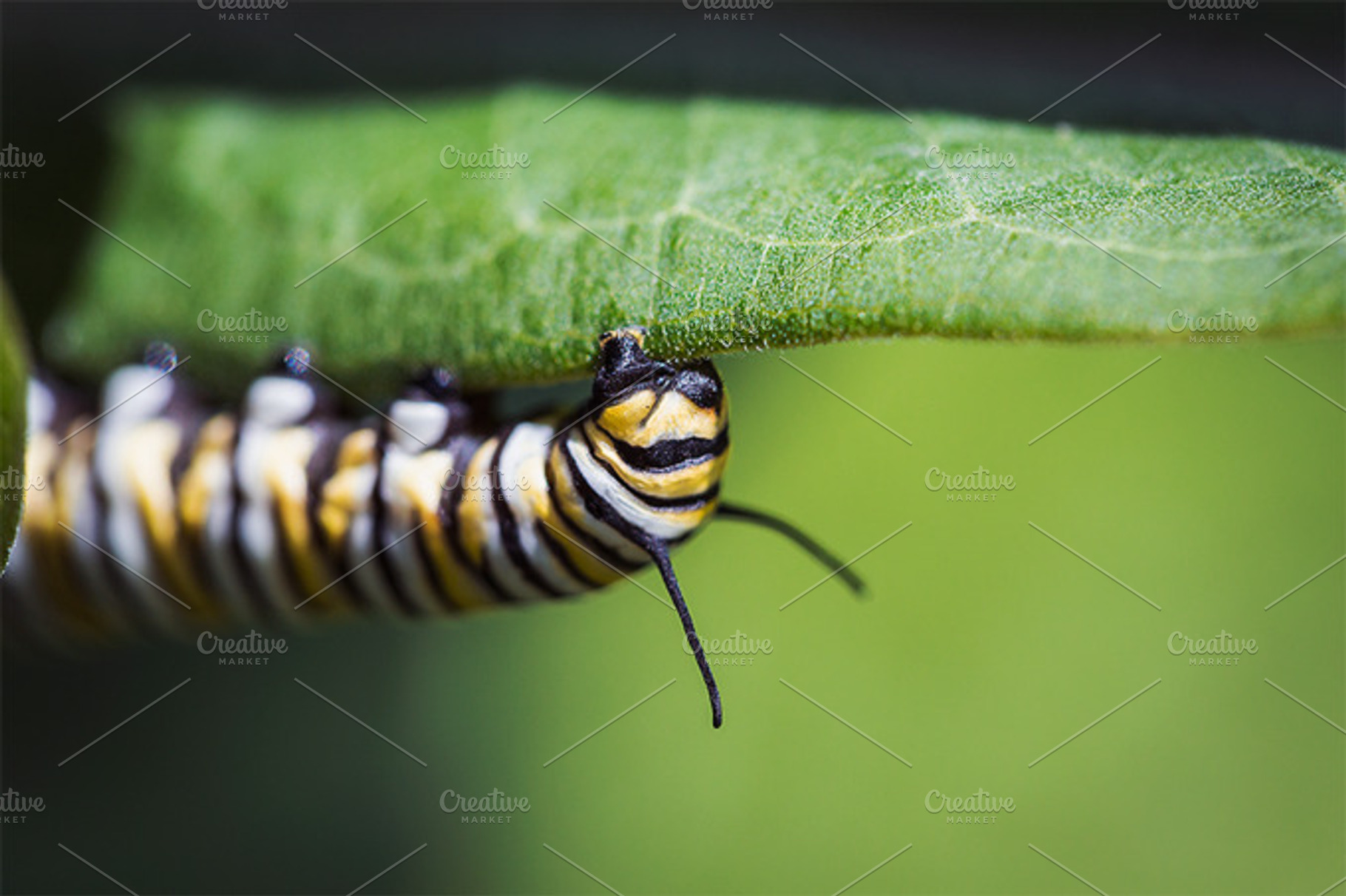 Caterpillar In The End