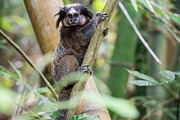 Brazilian Marmoset in the Forest, an Animal Photo by HiLine (Thumbnail 10 of 11)