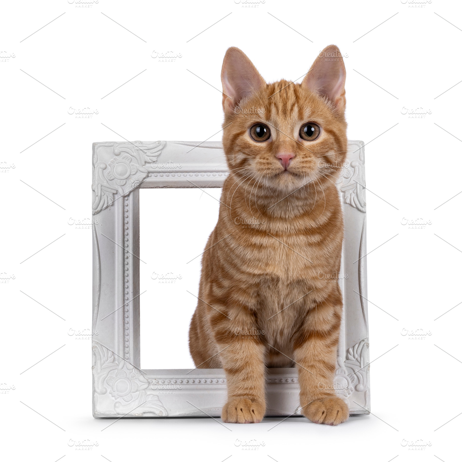 European Shorthair cat on white background, an Animal Photo by Cat'chy Images by Nynke