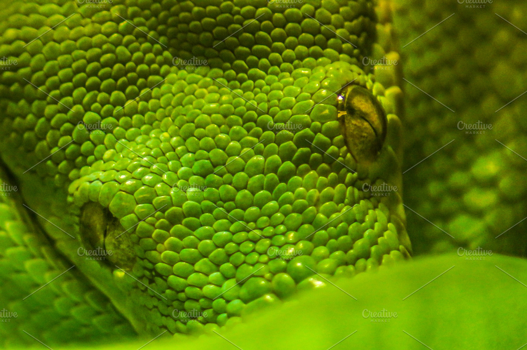 Snake Eyes