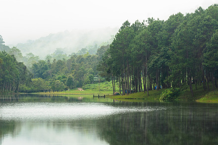 Lake in pine forests stock photo containing lake and forest, a Nature Photo by yongkiet jitwattanatam