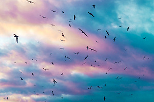 Birds flying.