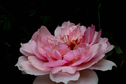 Wedgwood Rose #1, a Nature Photo by M.Pellot Photography (Thumbnail 2 of 2)