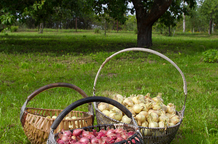 basket of onions, a Photo by Pictures for you!!!!!!!!!