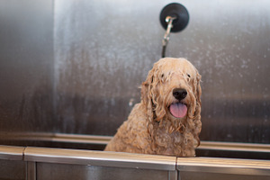 Shaggy dog getting a bath