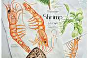 Watercolor Shrimp Life Cycle Set, an Education Illustration by MayaNavits (Thumbnail 7 of 7)