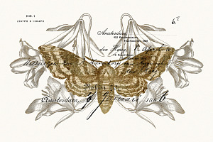 Gold Vintage Moths Illustration Pack